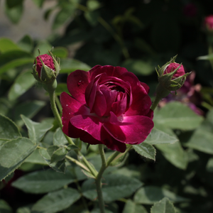 Jest odmianą o purpurowych kwiatach, a swym aromatem przypomina starodawne róże.
